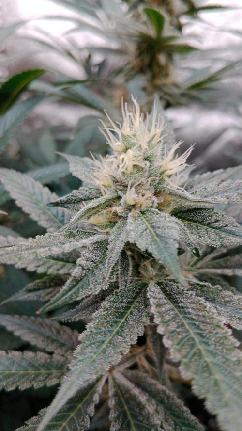 Barney's farm. Week 15