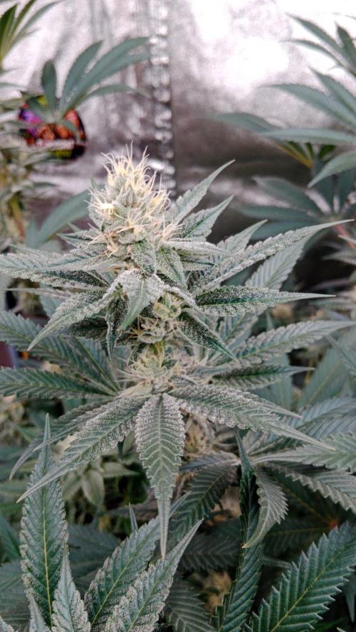 Barney's farm. Week 15