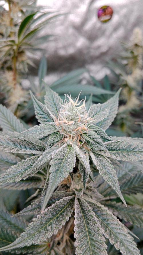 Barney's farm. Week 15