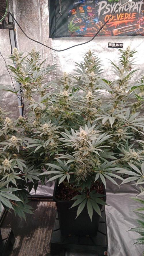 Barney's farm. Week 15