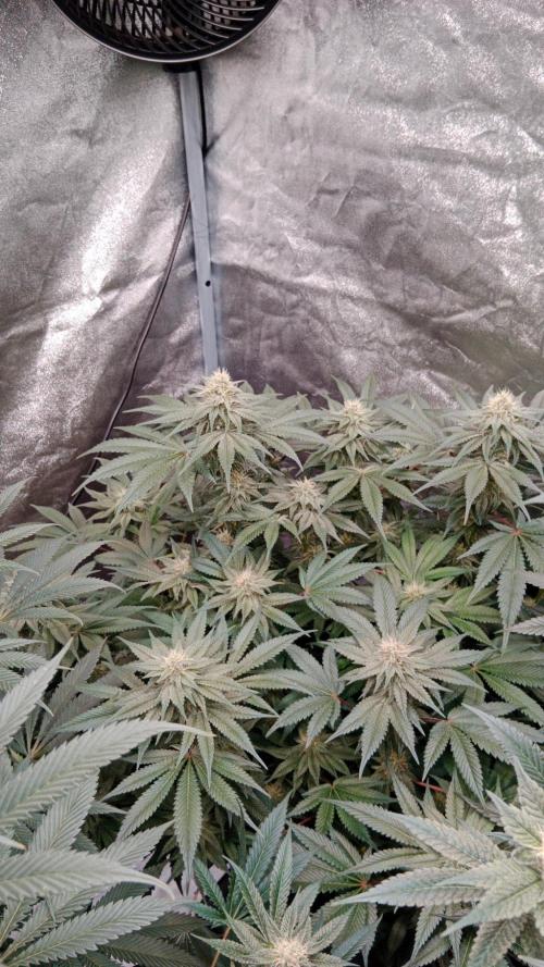 Barney's farm. Week 15