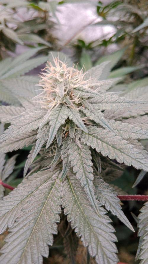 Barney's farm. Week 15