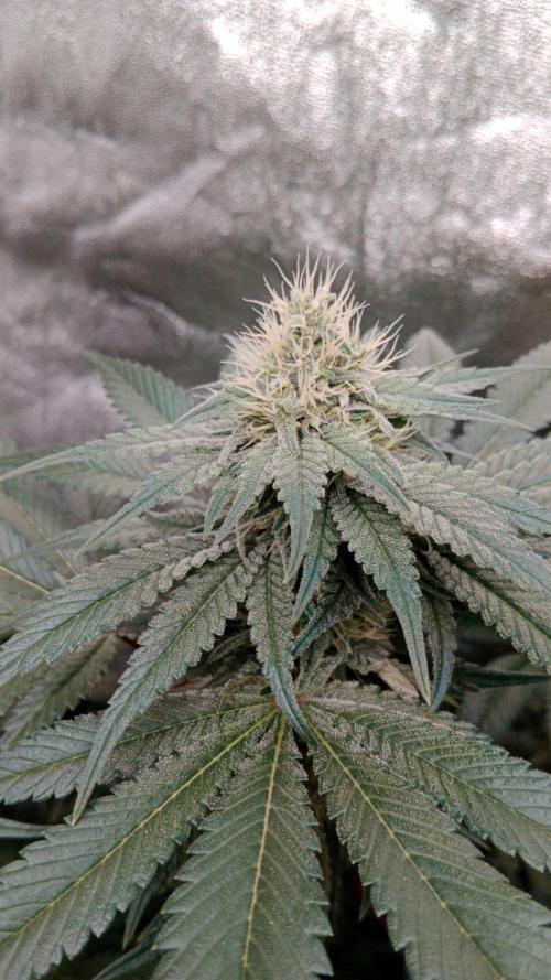 Barney's farm. Week 15