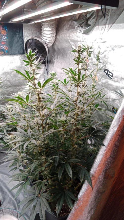 Barney's farm. Week 15