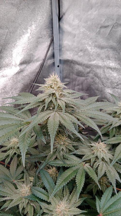 Barney's farm. Week 15