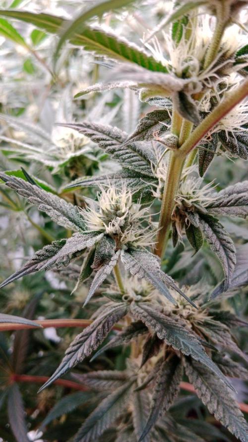 Barney's farm. Week 15
