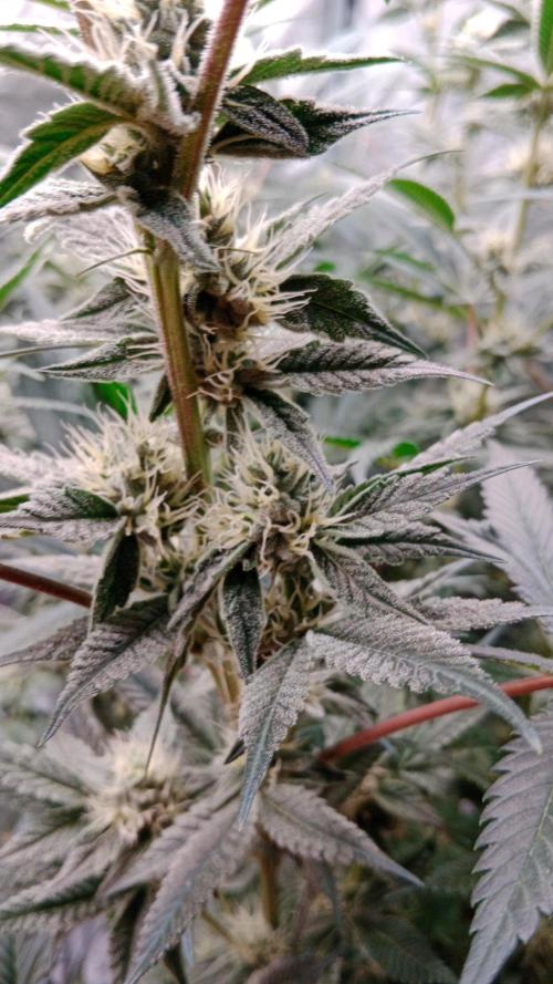 Barney's farm. Week 15