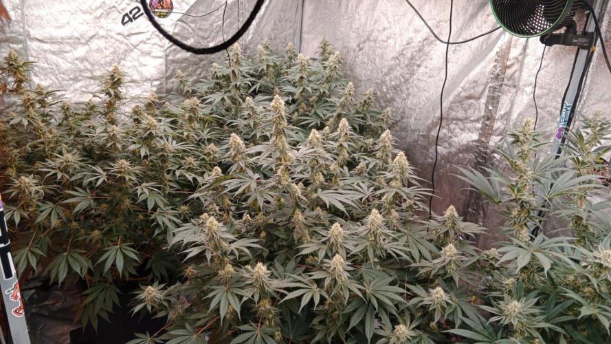 Barney's farm. Week 15