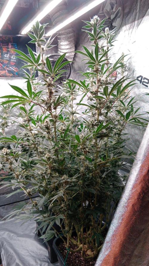 Barney's farm. Week 16