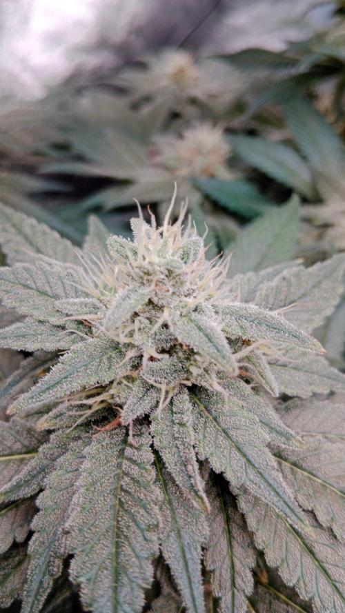 Barney's farm. Week 16