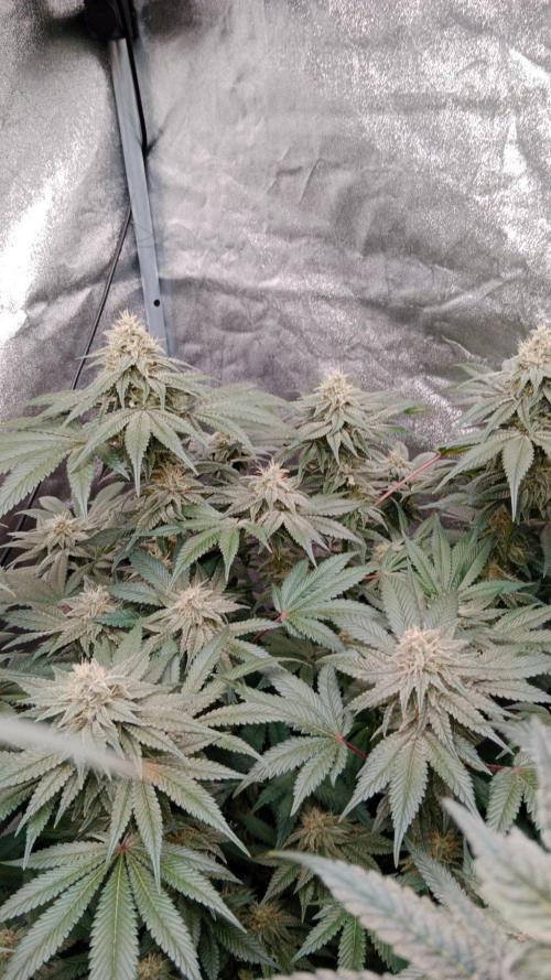 Barney's farm. Week 16