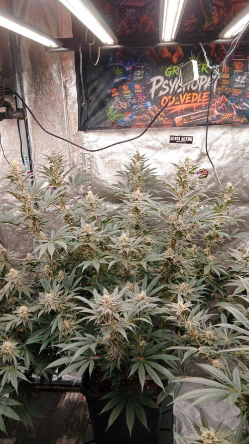 Barney's farm. Week 16