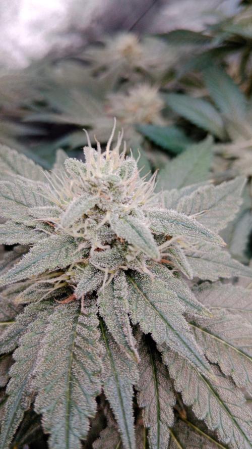 Barney's farm. Week 16