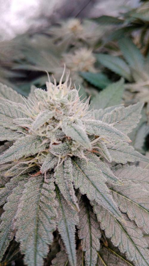Barney's farm. Week 16