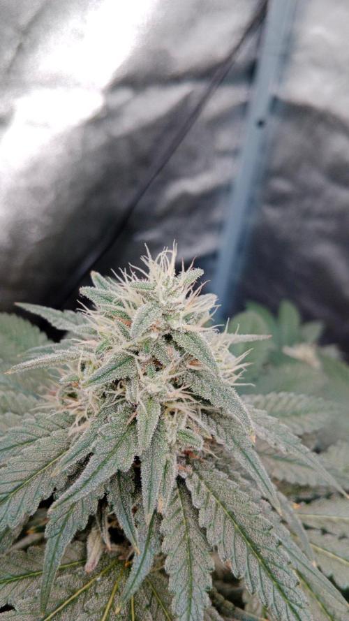 Barney's farm. Week 16