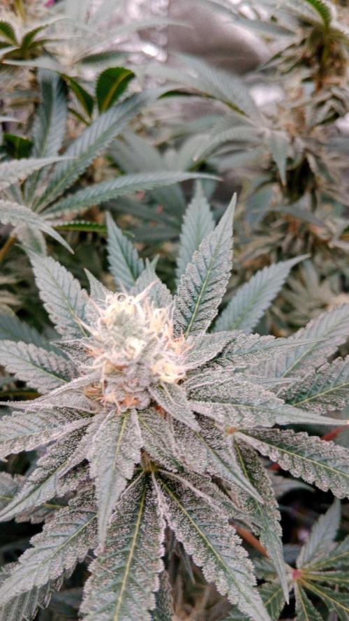 Barney's farm. Week 16