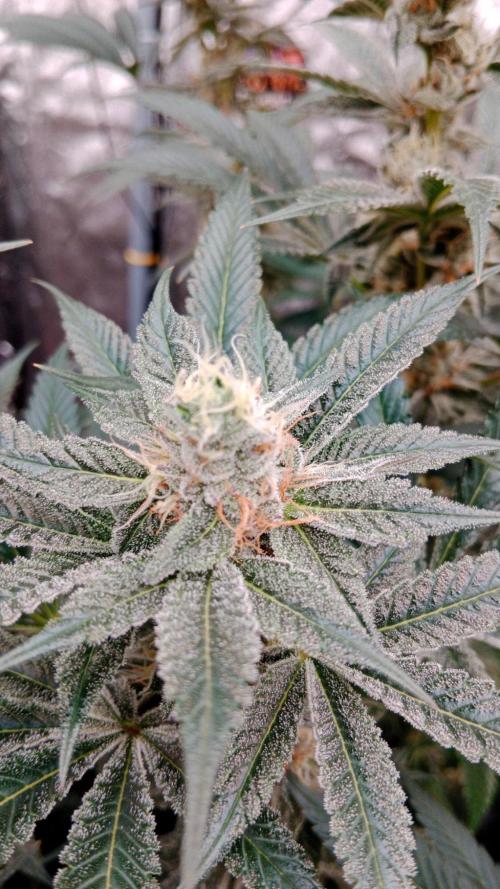 Barney's farm. Week 16