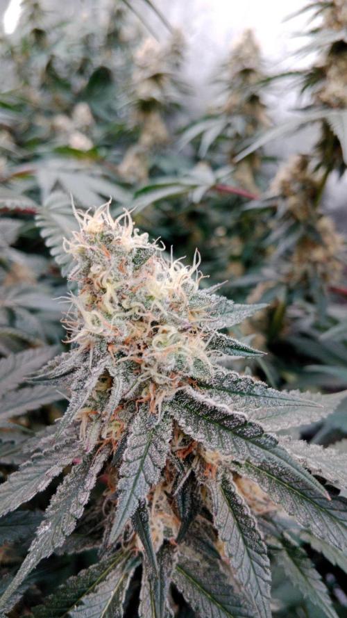 Barney's farm. Week 16