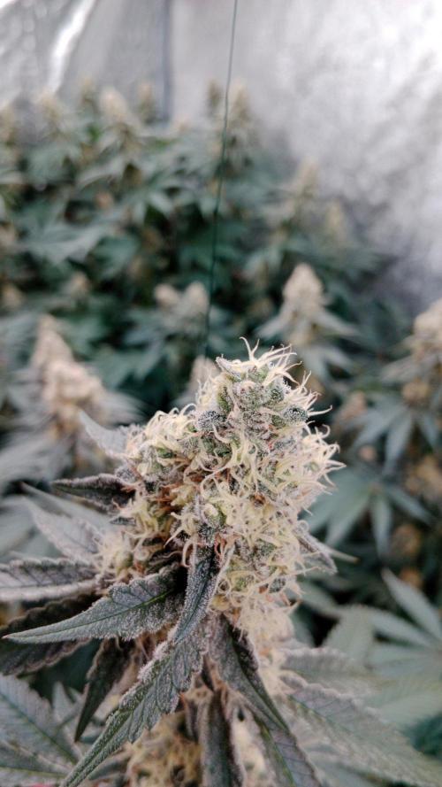 Barney's farm. Week 16