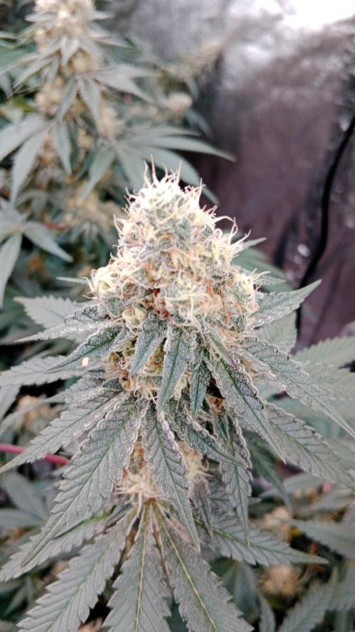 Barney's farm. Week 16