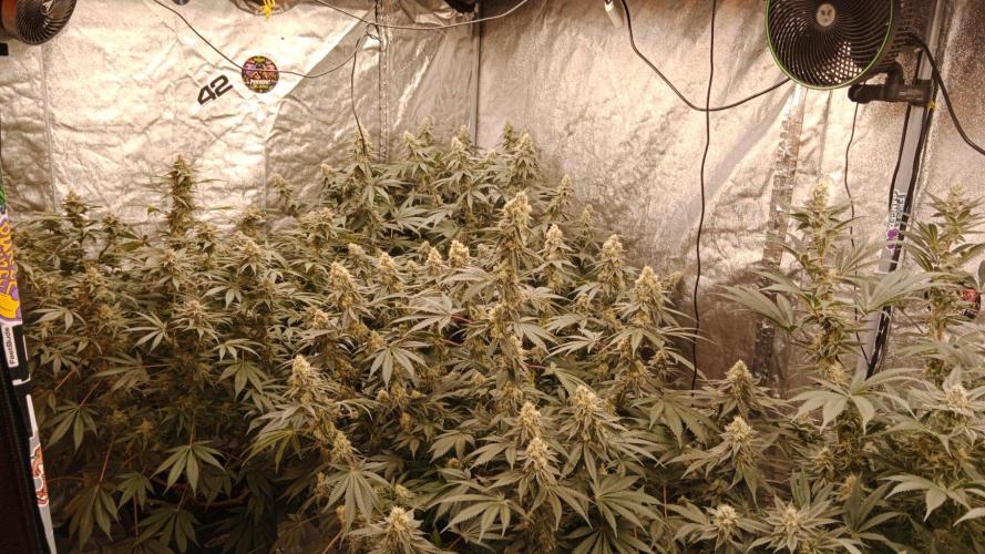 Barney's farm. Week 16