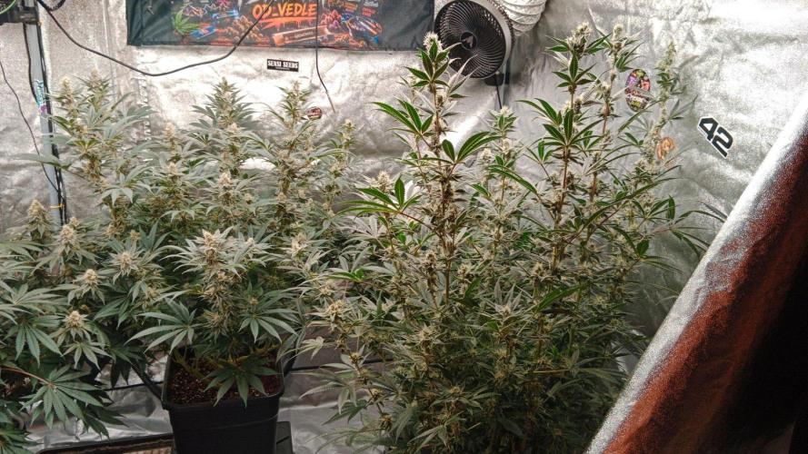 Barney's farm. Week 16