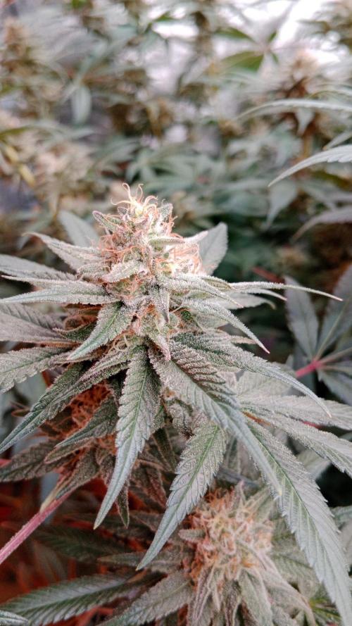 Barney's farm. Week 16