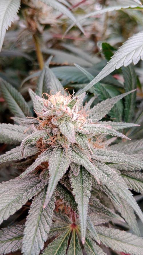 Barney's farm. Week 16