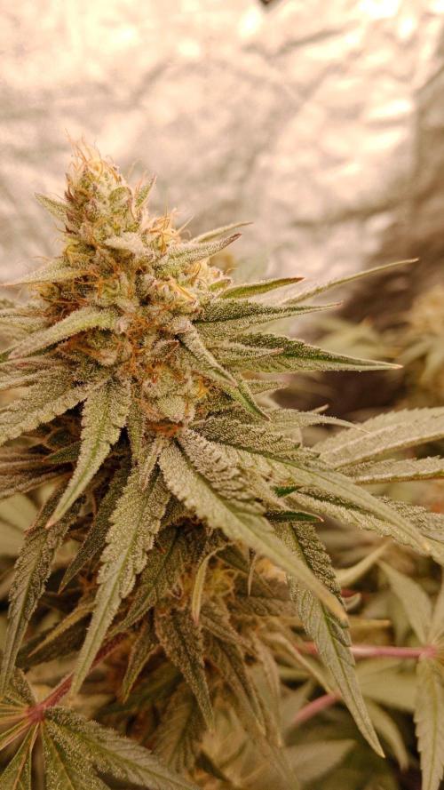 Barney's farm. Week 16