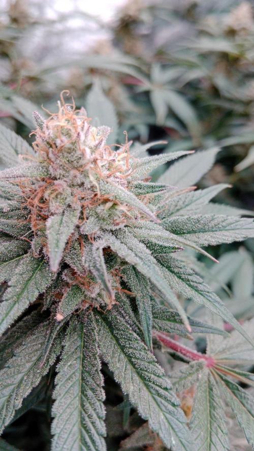 Barney's farm. Week 16