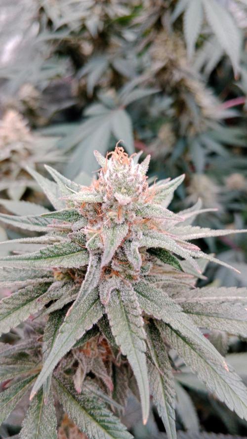 Barney's farm. Week 16