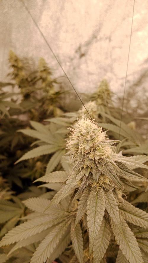 Barney's farm. Week 16
