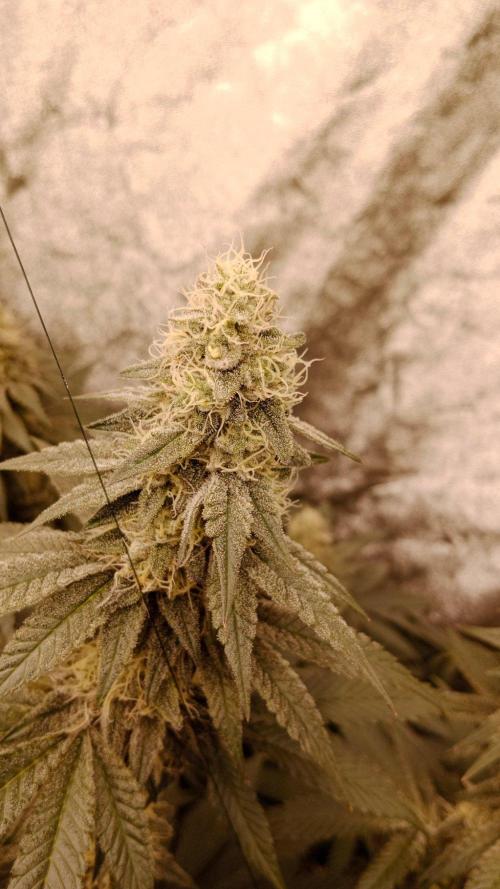 Barney's farm. Week 16