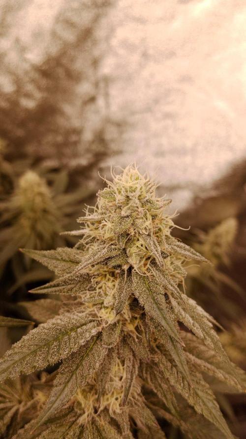 Barney's farm. Week 16