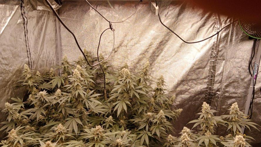 Barney's farm. Week 16