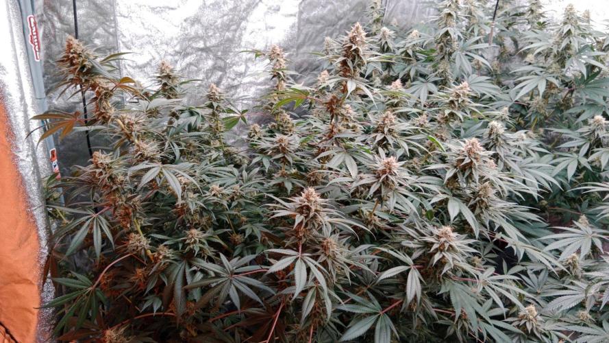 Barney's farm. Week 16