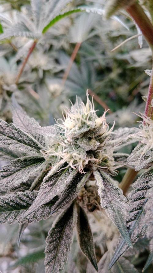 Barney's farm. Week 16