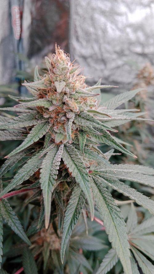 Barney's Farm - Apple Fritter by Psychopat_od_vedle