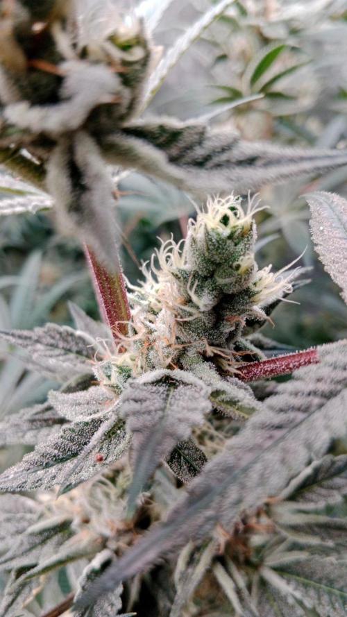Barney's farm. Week 17