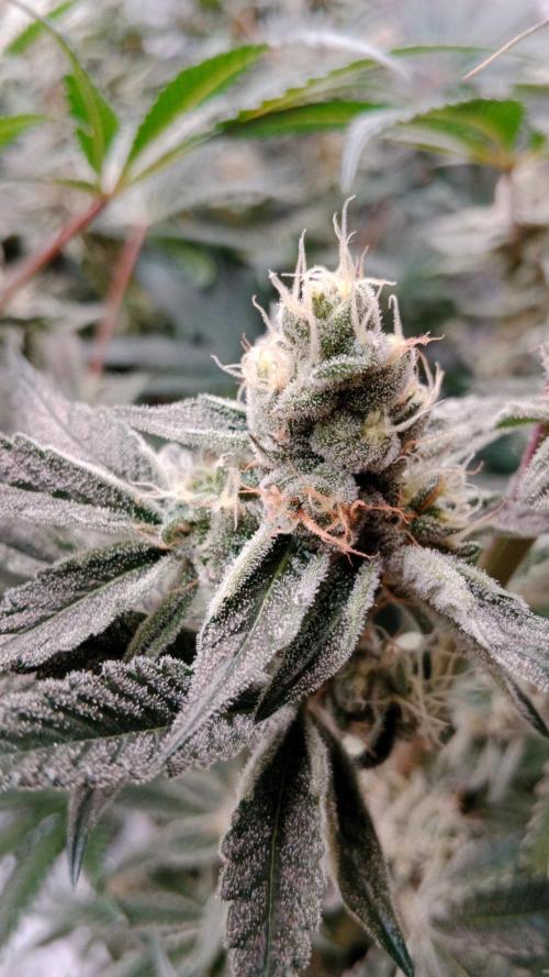 Barney's farm. Week 17