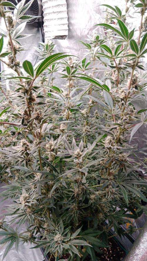 Barney's farm. Week 17