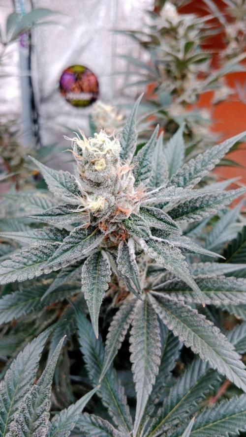 Barney's farm. Week 17