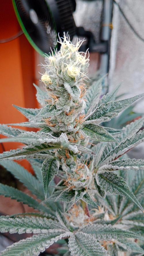 Barney's farm. Week 17