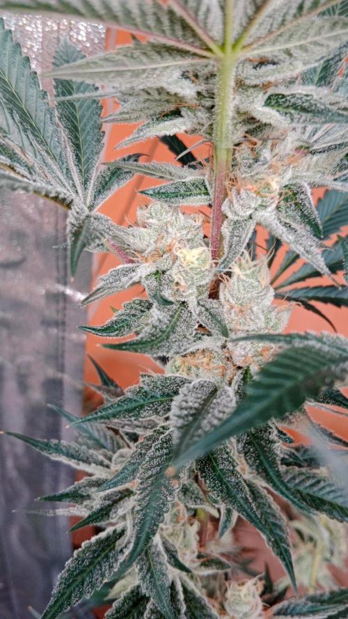 Barney's farm. Week 17
