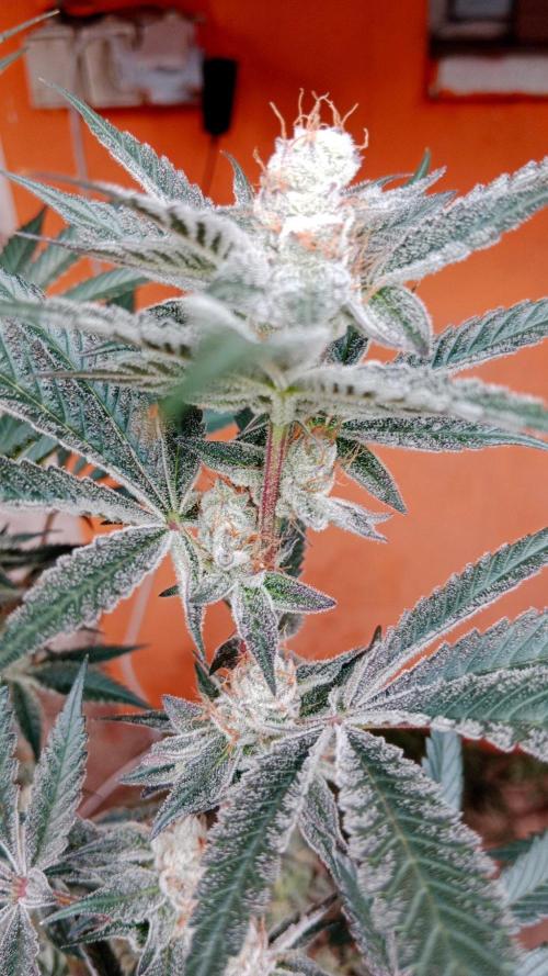 Barney's farm. Week 17