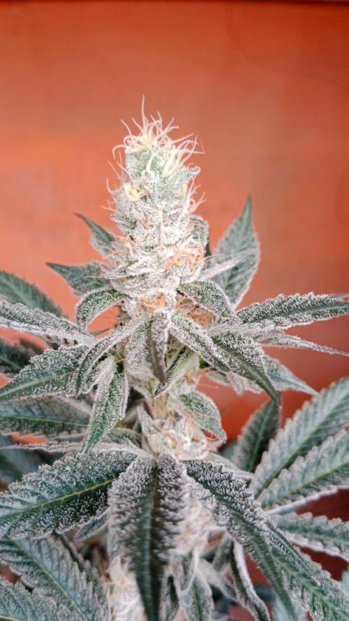 Barney's farm. Week 17