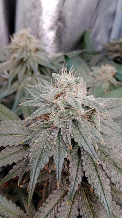Barney's farm. Week 17
