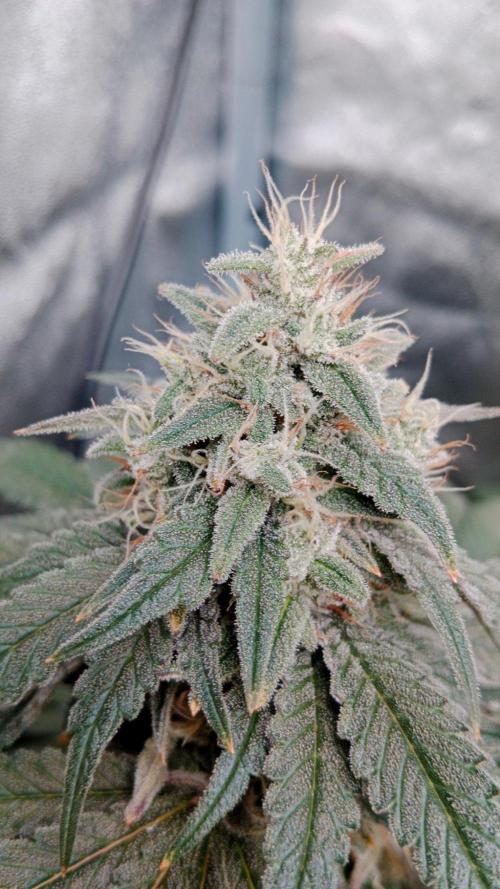 Barney's farm. Week 17