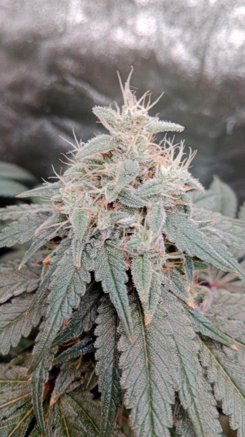 Barney's farm. Week 17