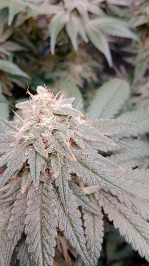 Barney's farm. Week 17